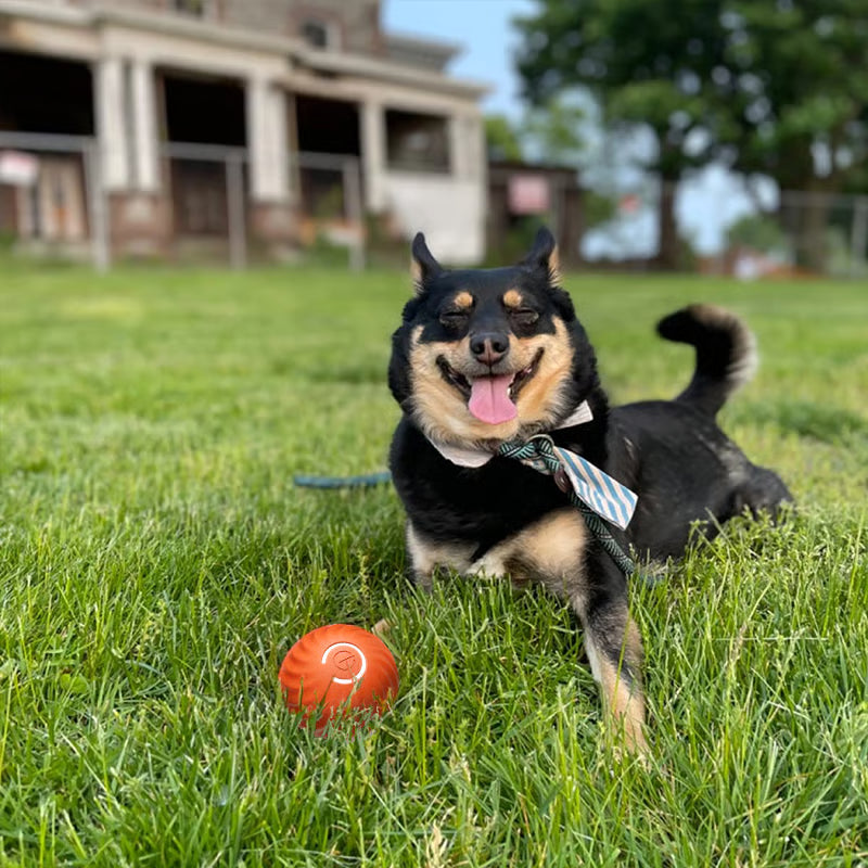 PetDropper ™ Bouncing Ball Interattiva