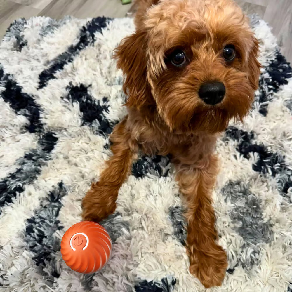 PetDropper ™ Bouncing Ball Interattiva
